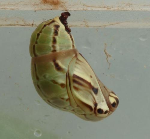 Brassolis sophorae